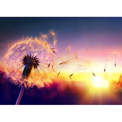 Fluffy dandelion flower - 5D DIY Diamond Painting Kit - Full Drill